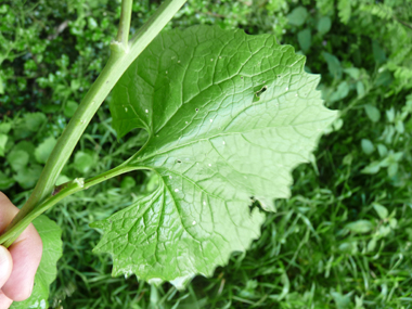 Feuilles entières dégageant une odeur d'ail lorsqu'on les froisse. On notera une évolution de leur forme au fur et à mesure que l'on
monte dans la plante, les inférieures étant réniformes tandis que les supérieures sont cordées. Agrandir dans une nouvelle fenêtre (ou onglet)